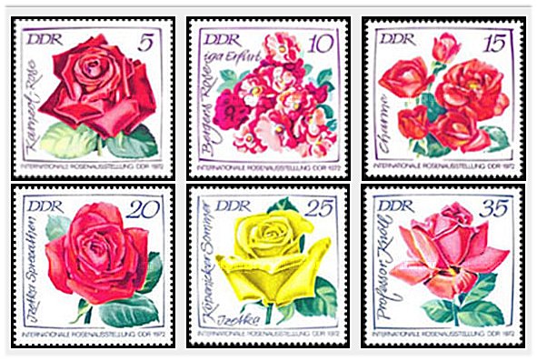 DDR 1972 - Flori, trandafiri, serie neuzata