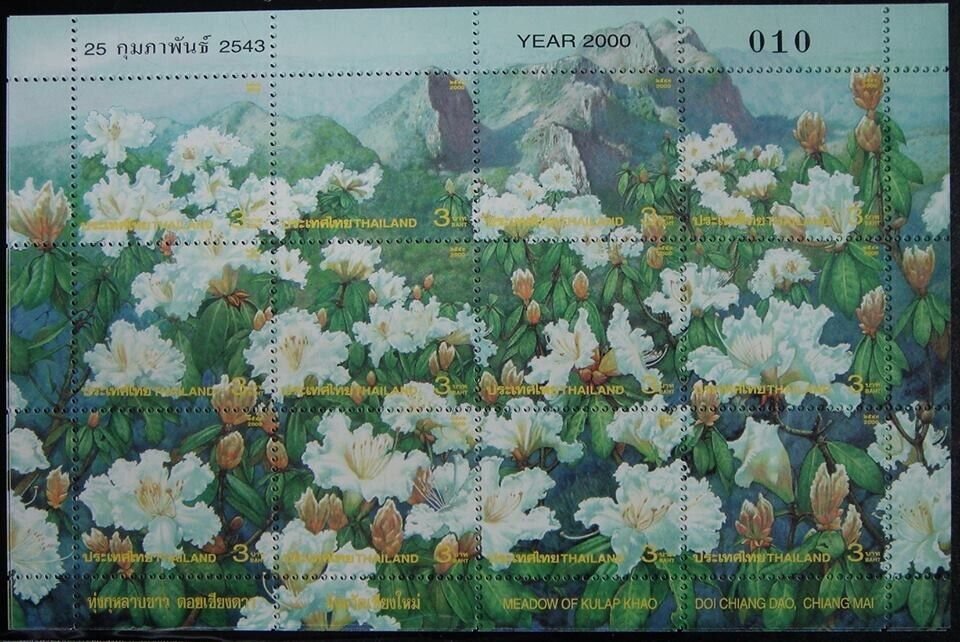 Thailanda 2000 - Flori de munte, KLB neuzat