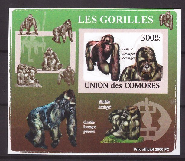 Comores 2009 - Gorile, colita ndt neuzata