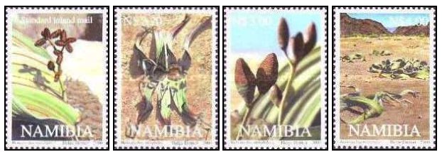 Namibia 2000 - Flora, Welwitschia mirabilis, plante, serie neuza