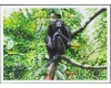 Maldives 1996 - Fauna, cimpanzei, colita neuzata